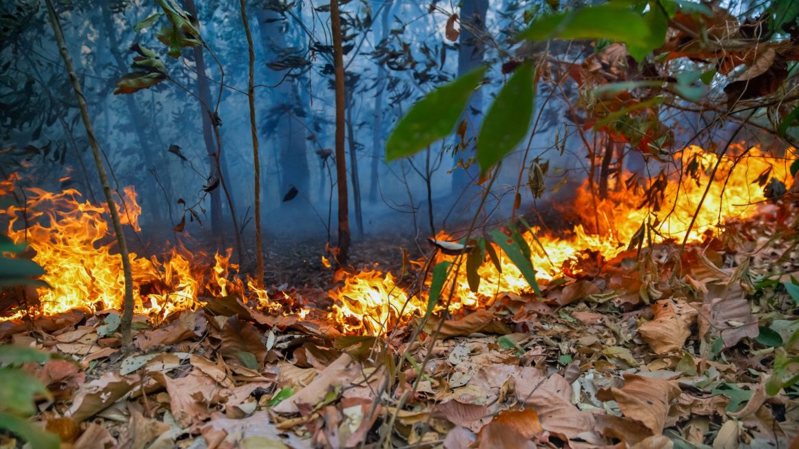 Semana do Meio Ambiente: Conscientização e Ação em Prol da Natureza